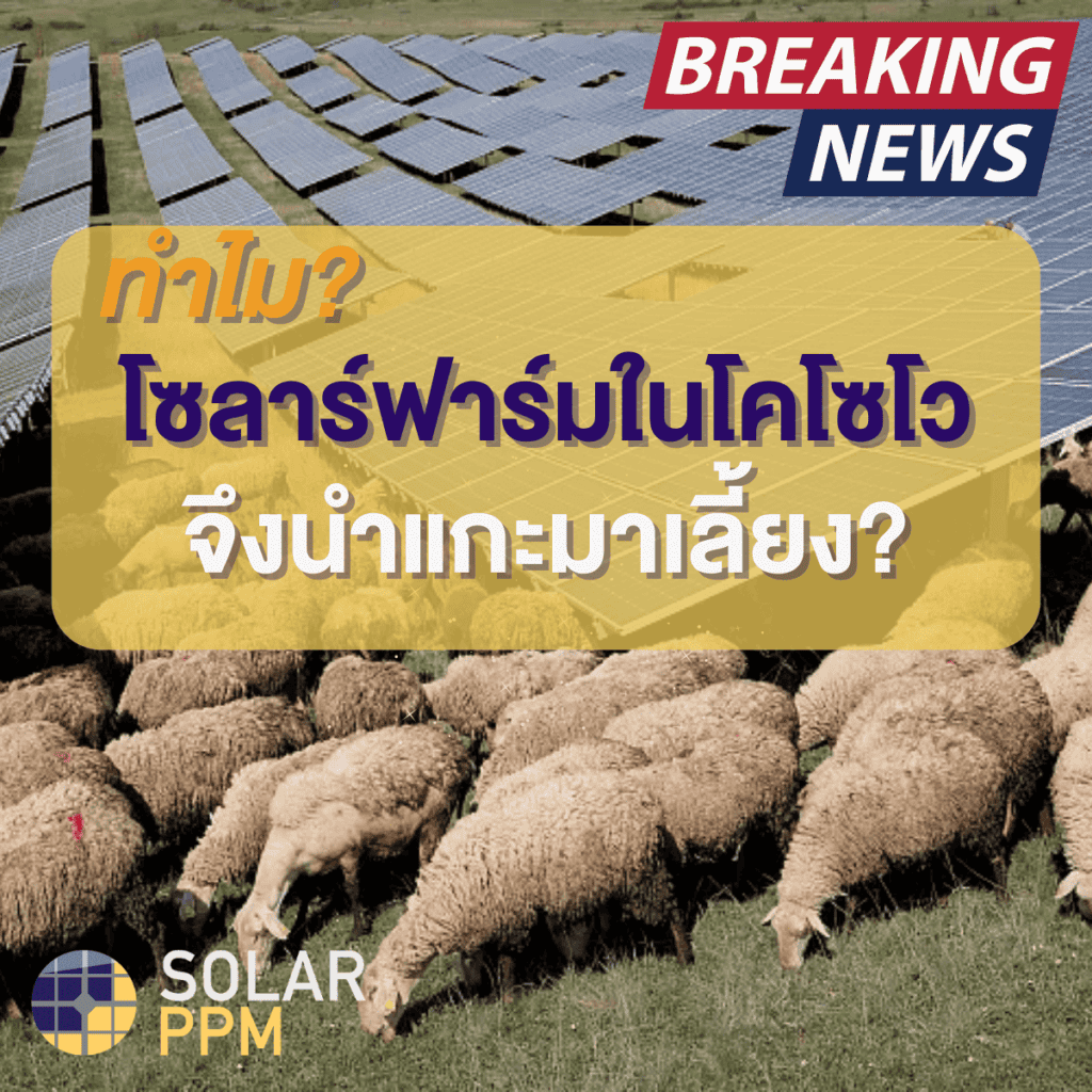 ทำไมโซลาร์ฟาร์มในโคโซโวจึงเลี้ยงแกะ